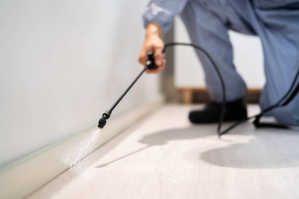 Bed Bug Pre-Treatment Preparation Assessment in Henderson