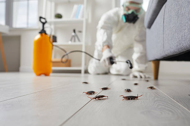 Post-Treatment Bed Bug Interceptor Monitoring in Henderson